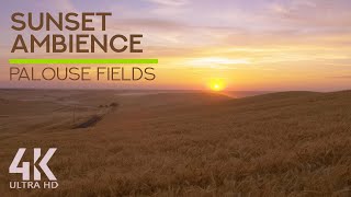 Sunset Ambience  8 HOURS Most Calming Wind amp Cicadas Sounds for Sleep and Relax [upl. by Bevash]