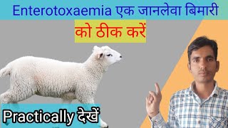 Enterotoxaemia treatment in 🐑 sheep [upl. by Nygem]