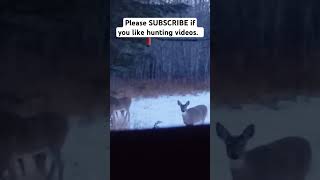 Antlerless Whitetail Deer Up Close amp Personal [upl. by Elak]