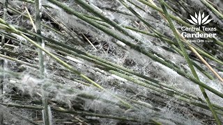 Muhly grass mealybug  Prep Containers for Winter [upl. by Asilrac911]