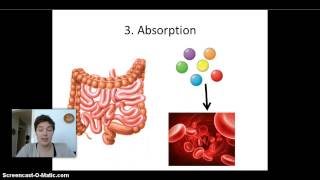 Ingestion digestion absorption and elimination [upl. by Etteneg]