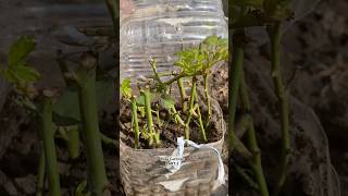 Easy way to propagate Rose Cuttings  💯 Results PART2 shorts gardening sygarden youtubeshorts [upl. by Roos]