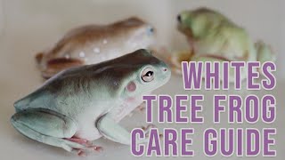 How To Care For Whites Tree Frogs  Care Guide [upl. by Yokoyama]