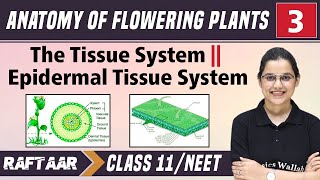 Anatomy of Flowering Plants 03  The Tissue System  Epidermal Tissue System  Class11NEET [upl. by Getraer180]