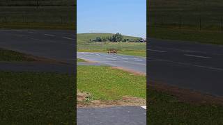 RC Pilot narrow Runway targets the Landing [upl. by Nabois]