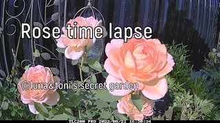 Champagne rose time lapse in garden  nature film broadcast lunatonisecretgarden davidaustin [upl. by Heidie]