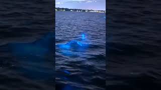 dolphins swimming through bioluminescence [upl. by Ardeed272]