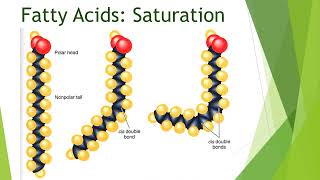 Metabolism of Lipids amp Fatty Acids  2nd Year MBBS  Lecture 01 [upl. by Ahseram190]