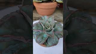 Echeveria Madiba succulent succulentcollection [upl. by Acinom]