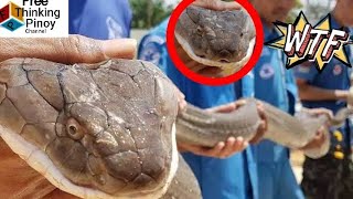 TOP 7 PINAKA MALAKING KING COBRA NA NAHULI NG MGA TAO  Cobra Facts Amazing Moment [upl. by Pavlov]