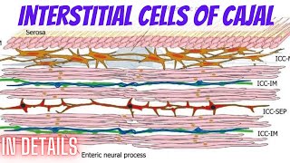 Interstitial cells of Cajal in details Cytology part 67 [upl. by Rana]