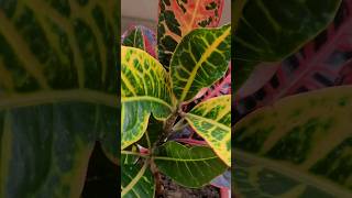 Croton plant repotting garden plant crotonplant repotting youtubeshorts [upl. by Gratt]