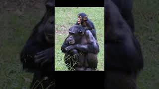 Who evolved again  Concepts of Biology  Diversity of Life Pt 1 learnwithgs [upl. by Gentilis]