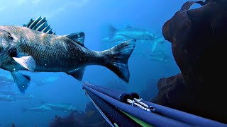 Top 20 Spearfishing Moments [upl. by Lesly187]