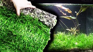 PRATINO ISTANTANEO in ACQUARIO con Songrow Epaqmat XXL [upl. by Reifnnej]