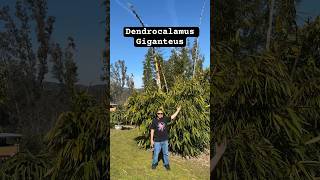 Dendrocalamus Giganteus “Dragon Bamboo” 🐉🎋❤️ bamboo dendrocalamus giganteus gardening eatable [upl. by Yessac]