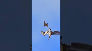 How peregrine falcon vs pelican mid air peregrine Birdofprey sonyalpha attack [upl. by Macdougall]