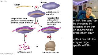 Transcription factors and Alternative Gene Splicing [upl. by Vaules]