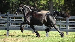 Sybrich V Stal Staf Karima  Model mare  Little River Friesians [upl. by Hylton]