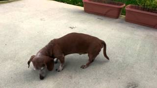 Dachshund back injury 7th Day [upl. by Suzette]