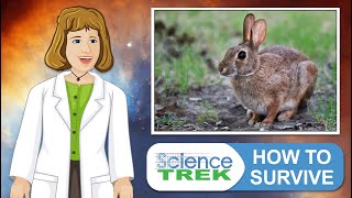 Animal Adaptation How to Survive  Science Trek [upl. by Towrey]