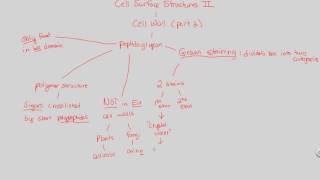 Prokaryotes  Cell Surface Structures II  BIALIGYcom [upl. by Annamarie]