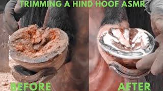 Trimming Horse Hooves Tutorial [upl. by Fritz]