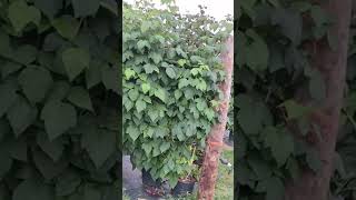 picking raspberry at farm SV Channel Trending Shorts Shorts feed [upl. by Windsor]