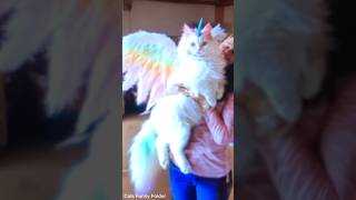 shortvideo catpetschannel catvideos funny ytpets funnyanimal pets funnypetschannel [upl. by Sedgewake]