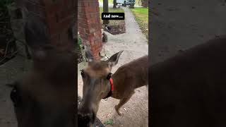 The beautiful act of two men trying to rescue a poor deer from a busy street deer babydeer short [upl. by Castora]