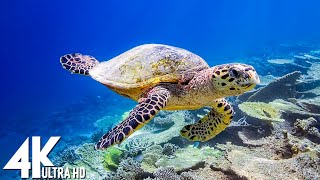 11 HOURS of 4K Underwater Wonders  Relaxing Music  Coral Reefs amp Colorful Sea Life in UHD [upl. by Corie]