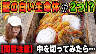 【閲覧注意】過去一！逃亡したニホンミツバチの巣箱からとんでもない白い塊が2つも！ [upl. by Aryan]