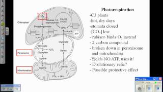 Photosynthesis IV Photorespiration amp C4 Plantswmv [upl. by Nahta]