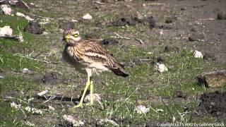 Triel  Eurasian stonecurlew  Burhinus oedicnemus 1080p HD [upl. by Ramed]