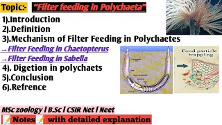 Filter feeding in polychaeta  Nutrition and digetion in Annelida  filter feeding in chaetopterus [upl. by Anircam260]