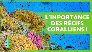 Que sont les RÉCIFS CORALLIENS  🌿🐠 Types Importances et comment ils se forment [upl. by Hahsia]