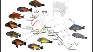 TROPHEUS TÜRLERİ VE İSİMLERİ  20 FARKLI TÜR [upl. by Marius205]