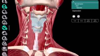 LearnVisible Body  Hyoid [upl. by Caraviello168]