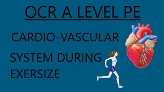 OCR A Level PE  Cardio Vascular System During Exercise [upl. by Quartus]