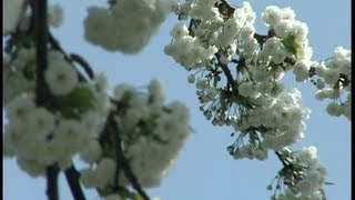 Einsetzender Pollenflug macht Allergikern im Frühjahr zu schaffen [upl. by Berky]