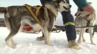 Dog Sledding in the Yukon [upl. by Uthrop]