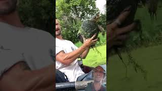 blacklion alligator fishing reptiles animals funny country chestermcfly funnypets pizza [upl. by Nnanaej]