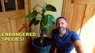 Philodendron Silver Sword Update and UnderPlanting  Hastatum  Silver Queen [upl. by Yllib301]