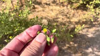 Stinkwort Dittrichia graveolens invasive plant common in San Diego county [upl. by Anik]