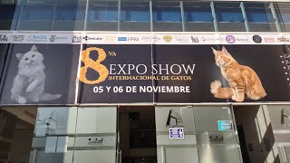 Gatos Expo de gatos exóticos cdmx [upl. by Arim586]