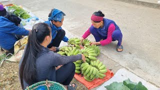 Video Full  Harvest bananas wild cassava and cassava farm life  Quân Ghển My New Life [upl. by Isabelle]