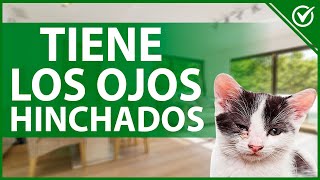 🐱 Mi Gato Tiene los Ojos Hinchados  ¿Qué Es Lo que Le Pasa y Qué Puedo Hacer 🐱👀 [upl. by Ylram855]