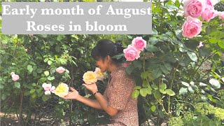 My Garden Diary  Early month of August roses in bloom and Greenhouse update [upl. by Enilarac]