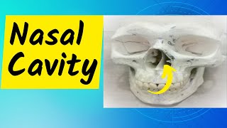 Nasal Cavity Part 1 Conchae meatuses sphenoethmoidal recess and nasolacrimal duct opening [upl. by Ginnifer]