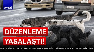 Sokaklar başıboş köpeklerden temizlenecek [upl. by Kryska481]